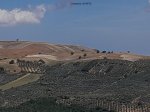 Colletorto- un oliveto